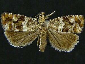 Ahmosia aspasiana