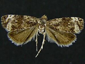 Endothenia montanana