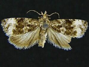 Endothenia heinrichi