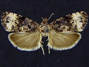 Endothenia rubipunctana