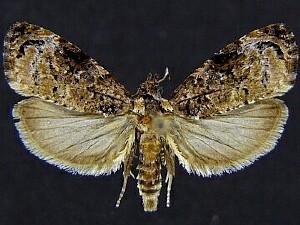 Endothenia hebesana