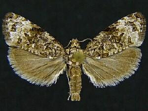 Endothenia hebesana