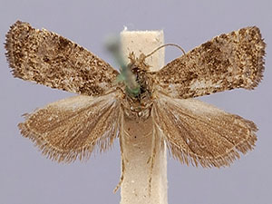 Endothenia conditana