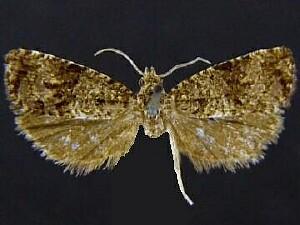 Endothenia conditana