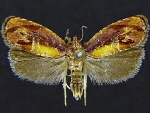 Zomaria rosaochreana