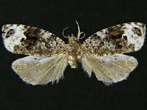 Apotomis capreana