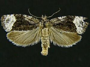 Apotomis funerea