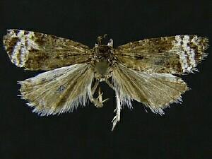 Apotomis frigidana