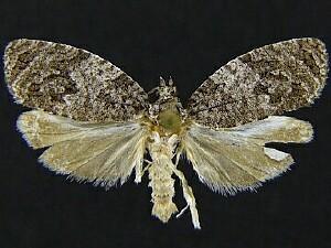 Apotomis removana