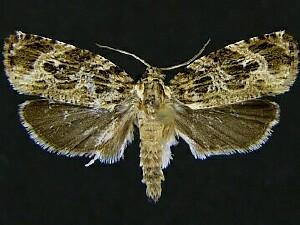 Phaecasiophora confixana