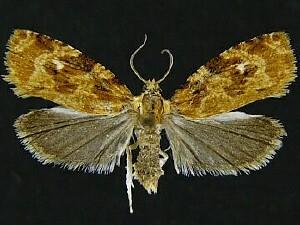 Phaecasiophora confixana