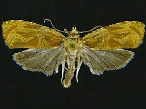 Olethreutes nitidana