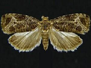 Olethreutes sciotana