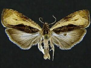 Olethreutes nigranum