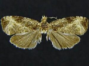 Olethreutes corylana