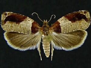 Olethreutes ferriferana