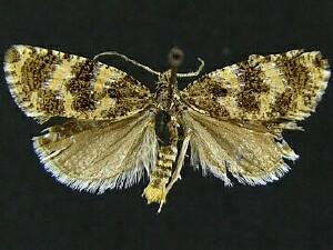 Olethreutes galaxana