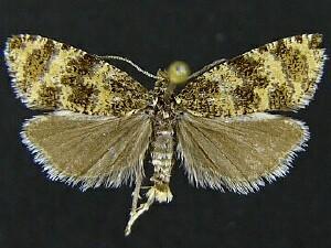 Olethreutes galaxana