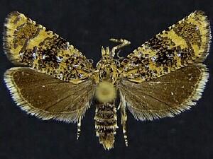 Olethreutes coruscana