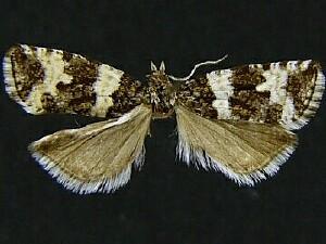 Olethreutes polluxana