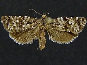 Phiaris turfosana