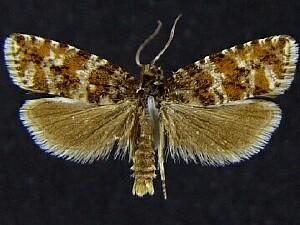 Phiaris septentrionana