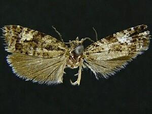 Olethreutes bowmanana