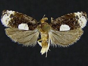 Olethreutes devotana