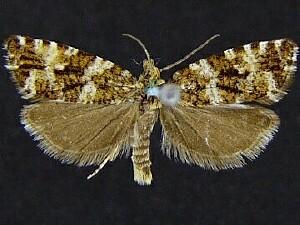 Phiaris palustrana