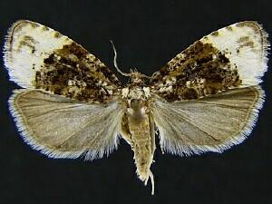 Hedya ochroleucana