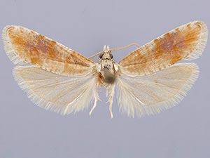 Rhyacionia versicolor