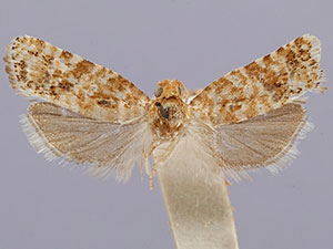 Retinia arizonensis