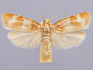 Retinia sabiniana