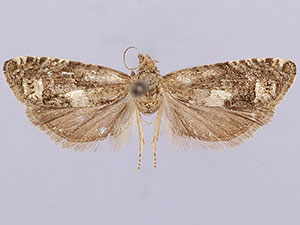 Eucosma oregonensis