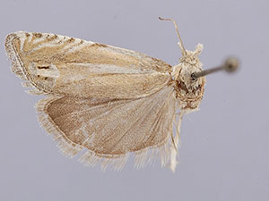 Eucosma occidentalis