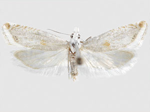 Eucosma hodgesi