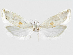 Eucosma hodgesi