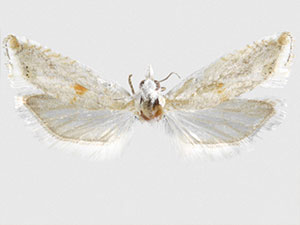 Eucosma hodgesi