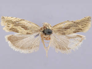 Eucosma olivaceana