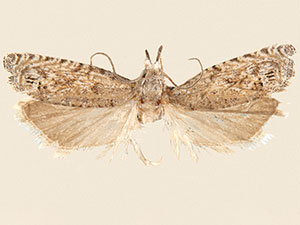 Pelochrista comatulana