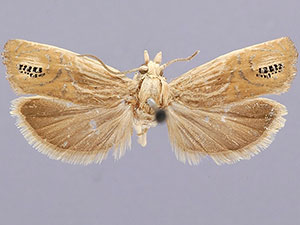 Eucosma gemellana