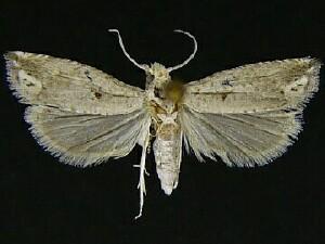 Epiblema praesumptiosa