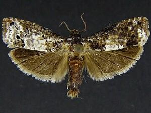 Epiblema carolinana