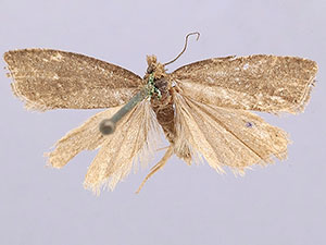 Gypsonoma nebulosana