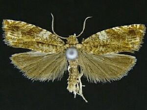 Epinotia abbreviana