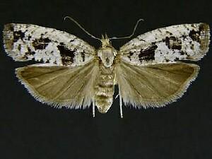 Epinotia solandriana