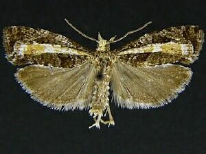 Epinotia solandriana