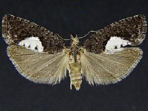 Epinotia solandriana