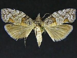 Epinotia pulsatillana