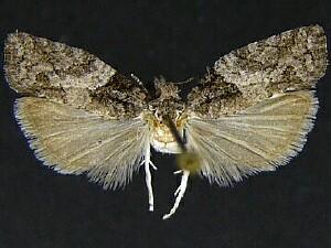 Epinotia pulsatillana